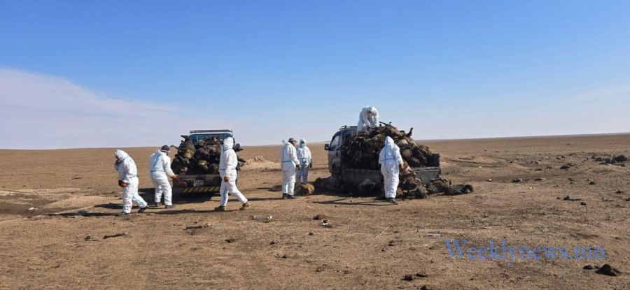 ДОРНОД: ХЭЭРИЙН ТҮЙМЭРТ ӨРТСӨН МАЛЫН СЭГ ЗЭМИЙГ УСТГАЖ БАЙНА