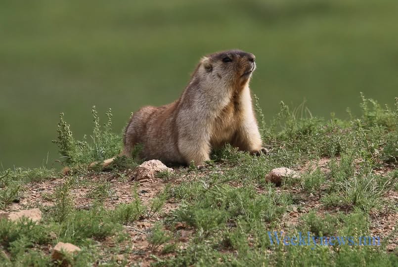 МӨРӨН, ЦАГААН-УУЛ СУМ ӨНДӨРЖҮҮЛСЭН БЭЛЭН БАЙДЛЫН ЗЭРЭГТ ШИЛЖЛЭЭ